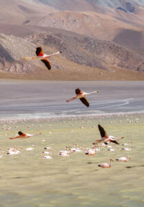 Lagunas