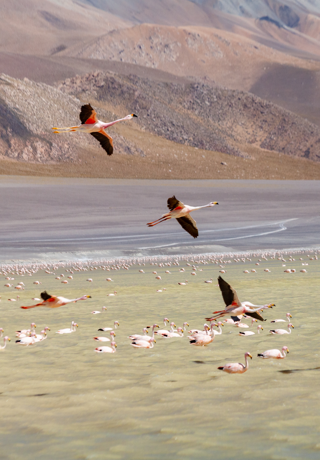 Lagunas